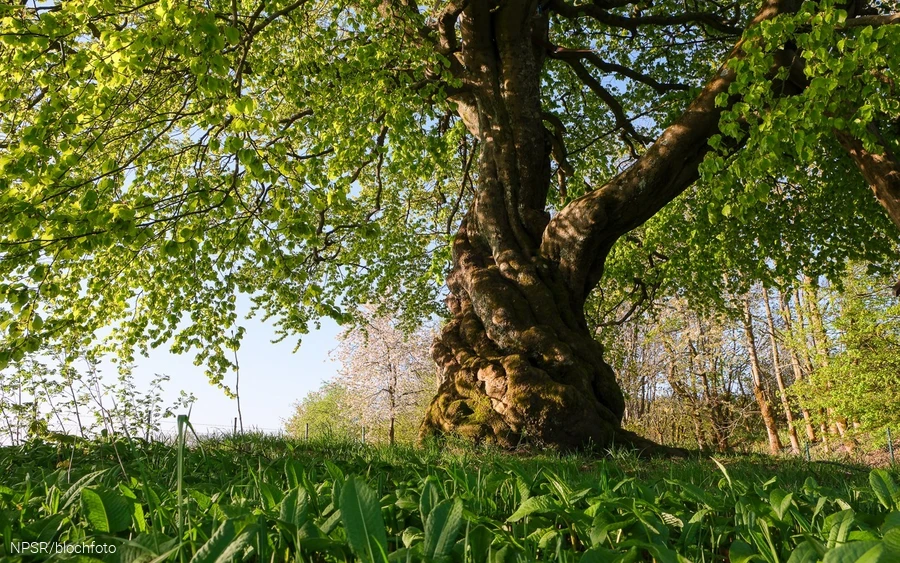 Buche am "Rauhen Busch", Winterberg