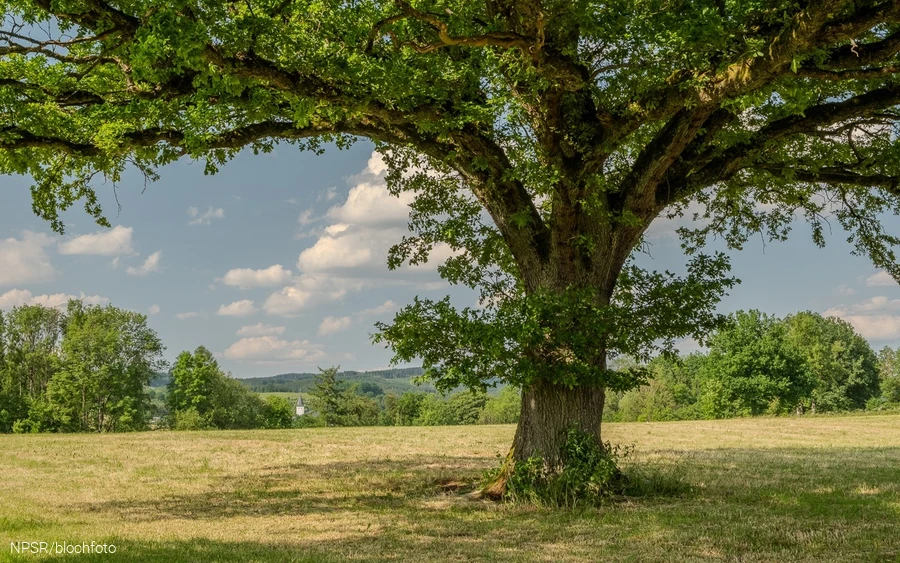 Eiche bei Schönholthausen, Finnentrop