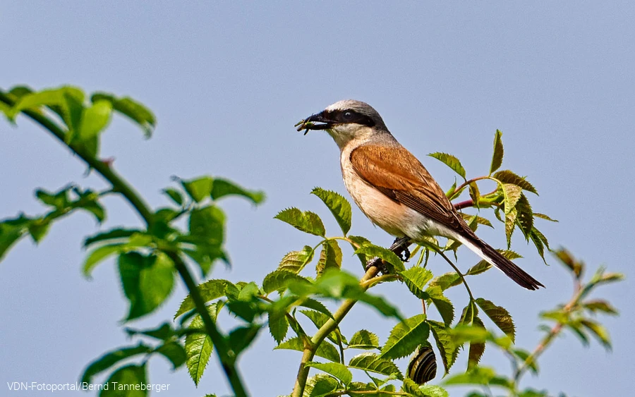 Männchen des Neuntöters mit Beute