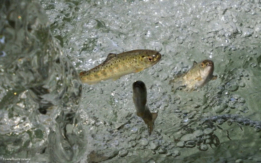 Forellen im Wasser