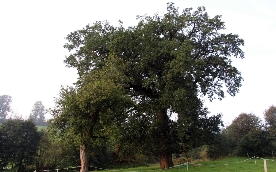 Eiche in Halver-Schlachtenrade