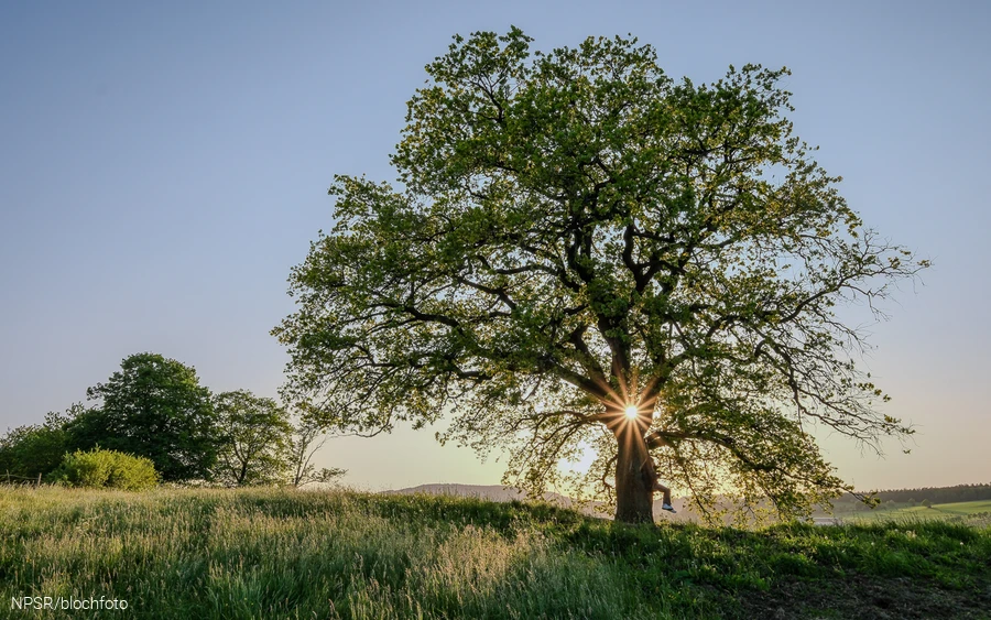 Stieleiche bei Grafschaft