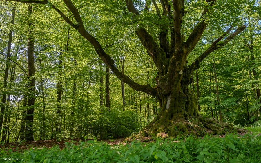 Eine imposante Erscheinung - die Dicke Buche in Krombach