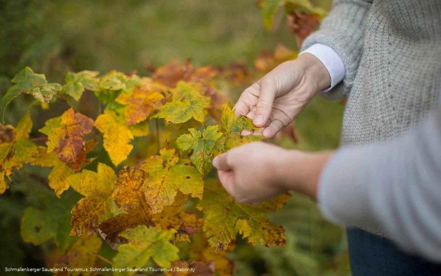 Kyrill-Pfad in Schanze am Rothaarsteig