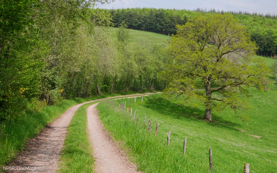 Nahe der SGV-Hütte Helden kommen Wanderer an unserem Generationenbaum vorbei.