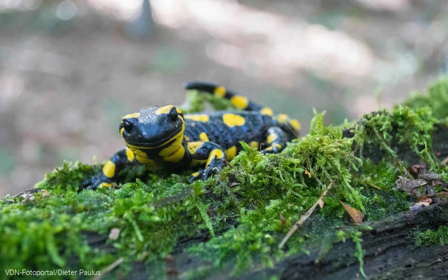 Feuersalamanderblick