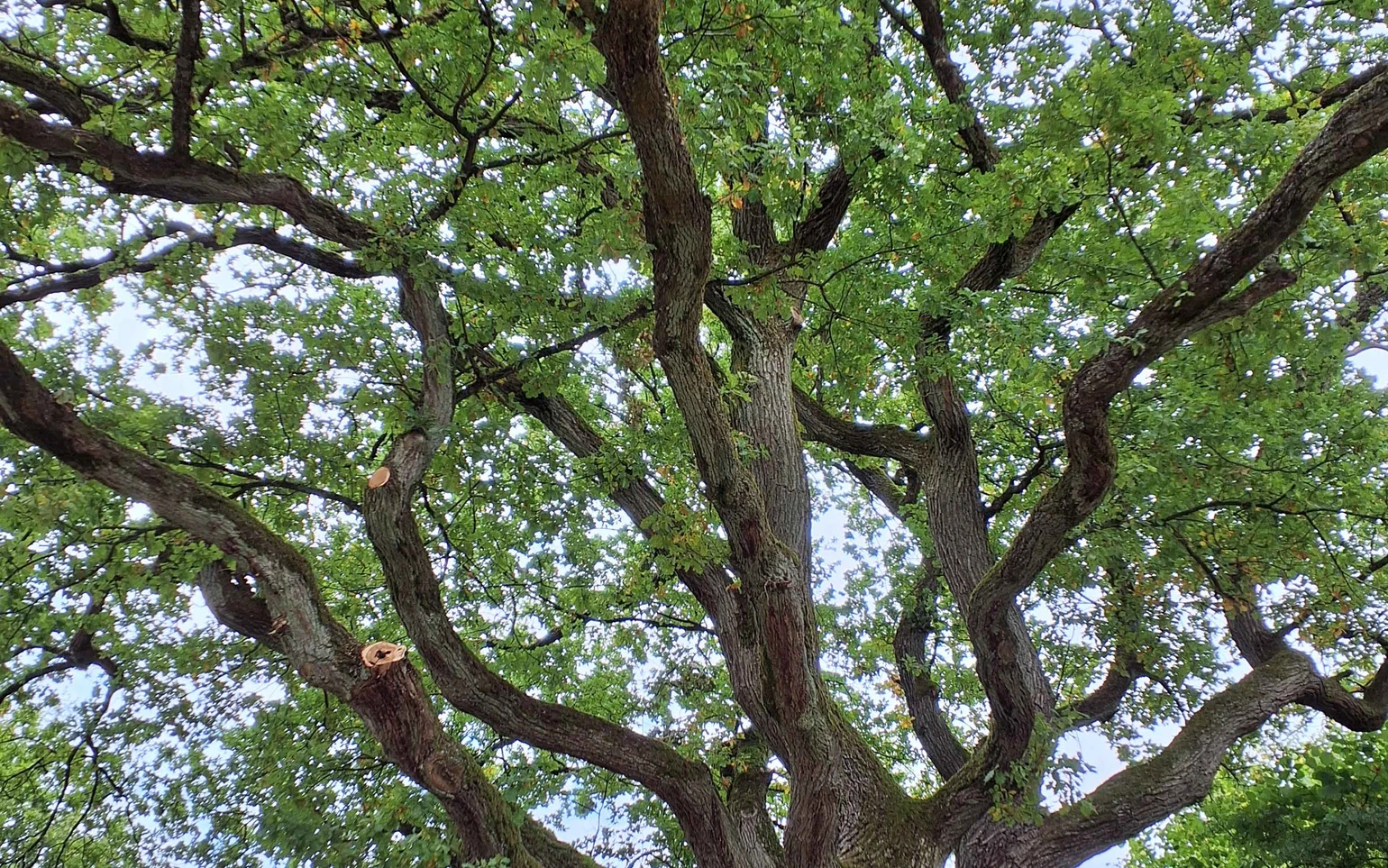 Die als Naturdenkmal ausgewiesene Krause Eiche bietet einen imposanten Anblick.