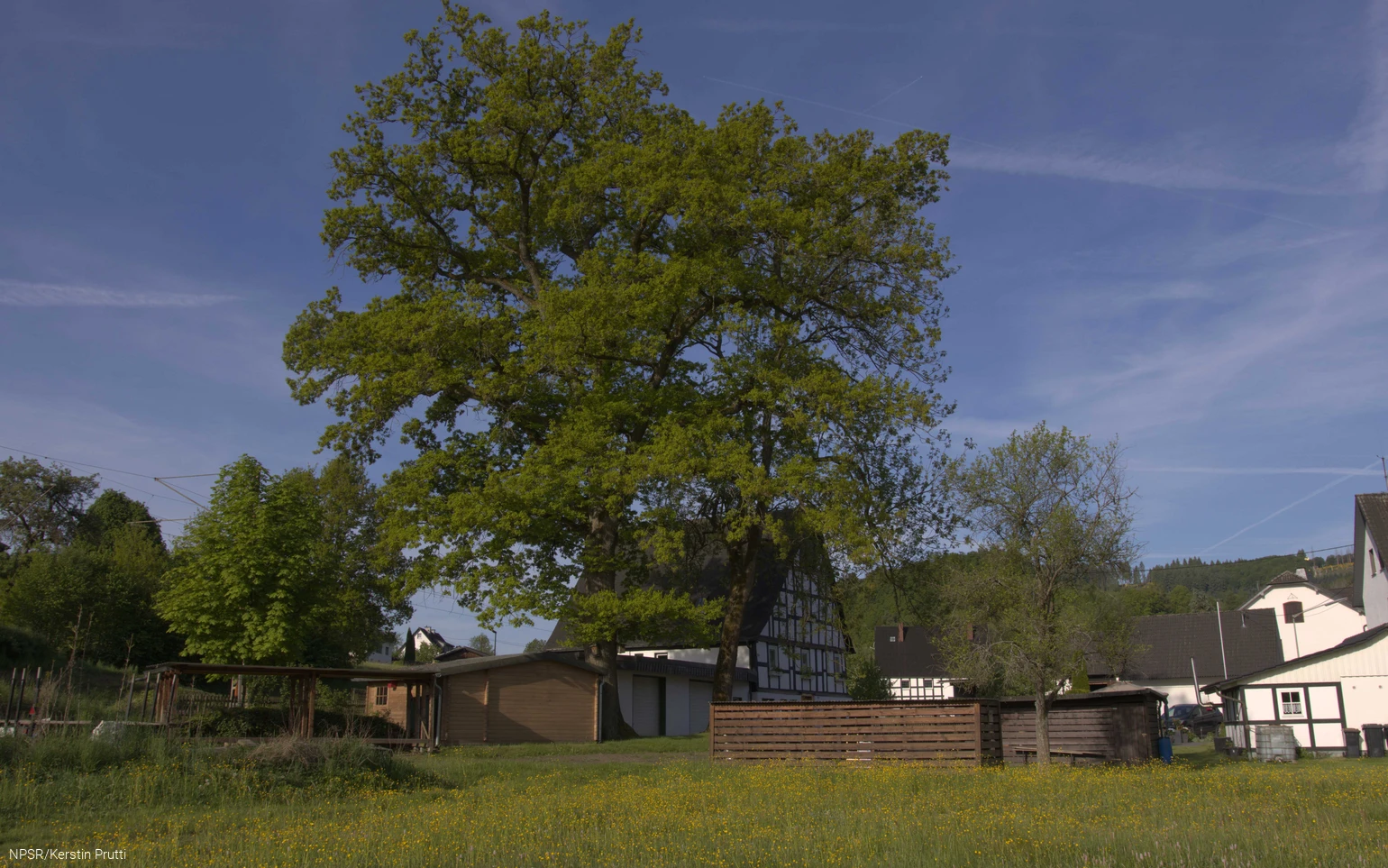 Heute leider kein Naturdenkmal mehr - aber immer noch ein beeindruckender Baum!