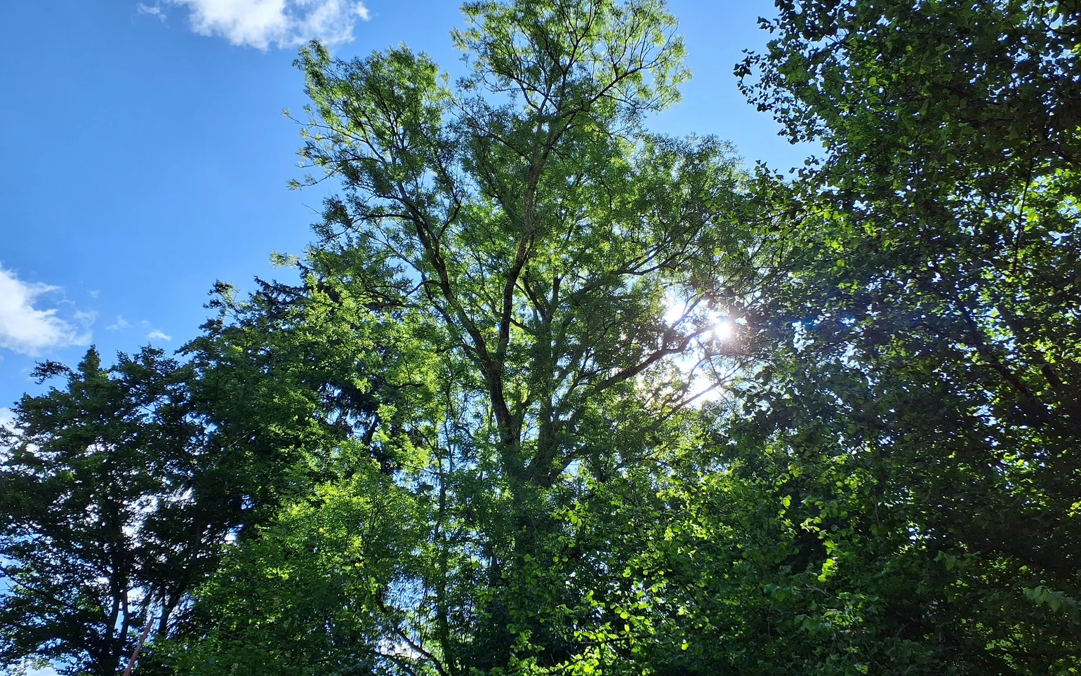 Esche in Sundern-Brenschede