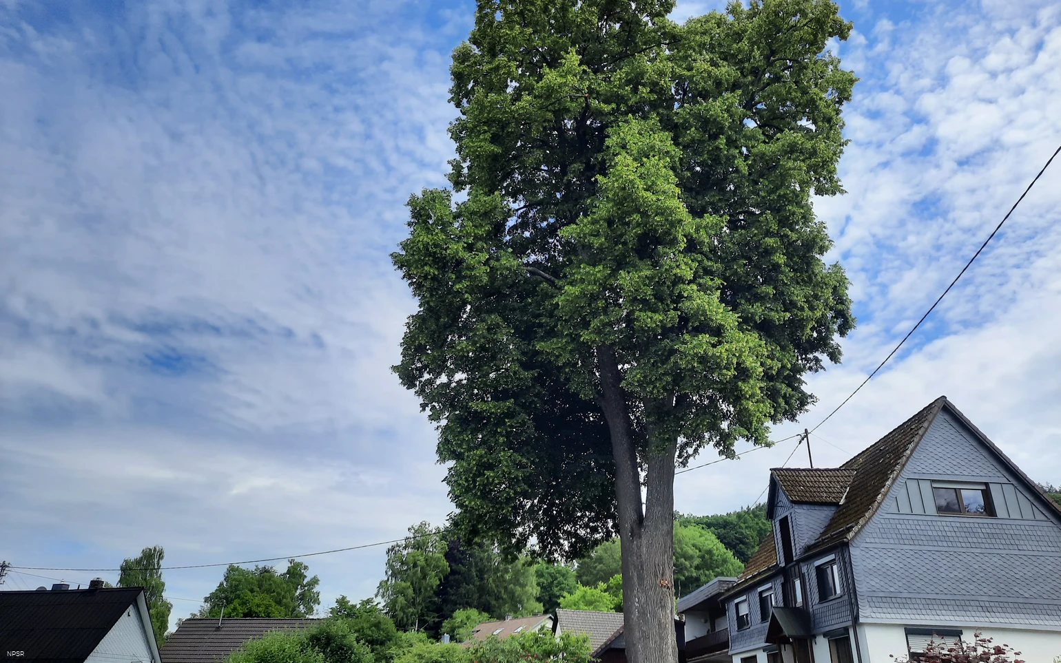 Mächtige Linde auf einem Privatgrundstück.