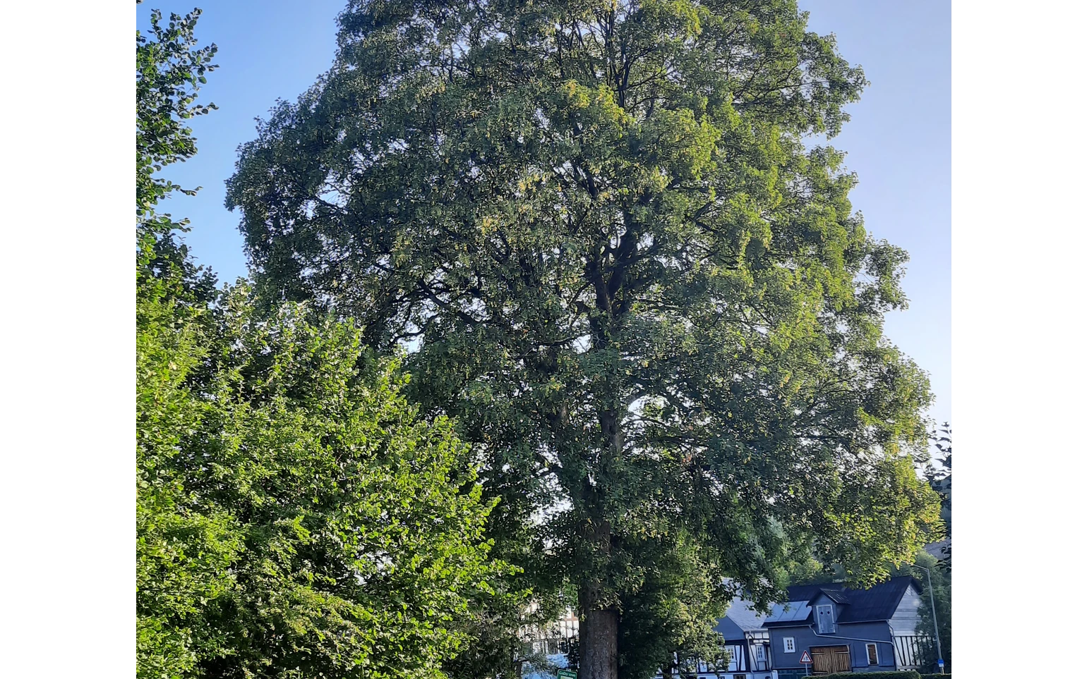 Bergahorn am Hof Kolwe