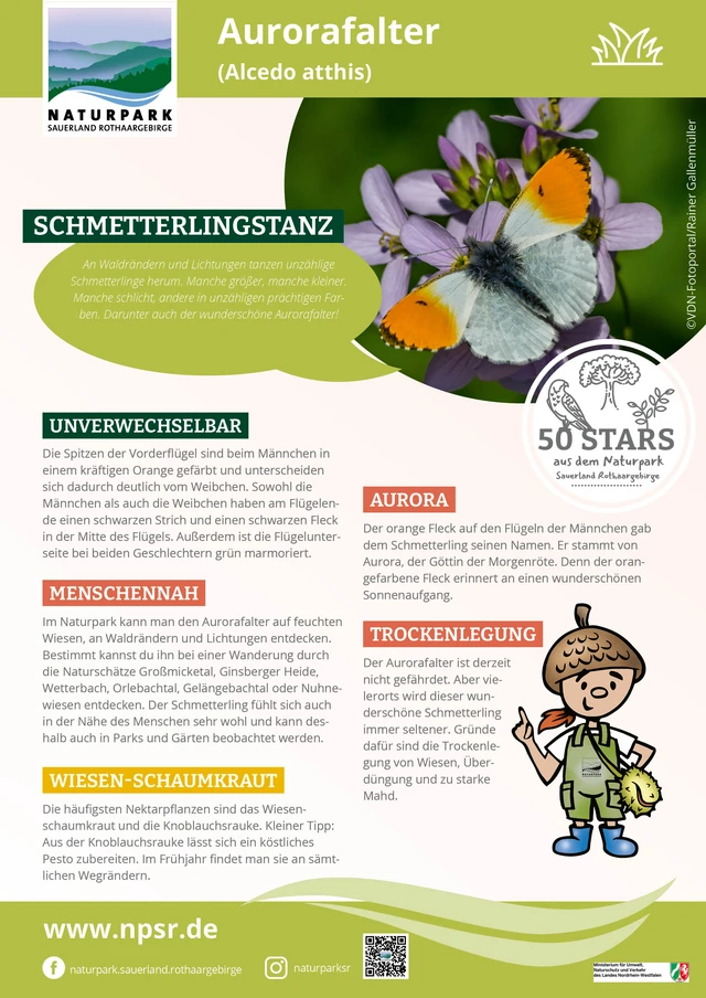 02_Aurorafalter