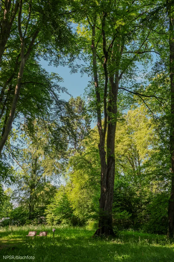 Ein staatlicher Anblick - die 200jährige Ulme
