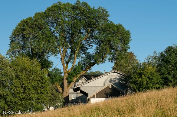 Esche bei Kruberg, Kirchhundem