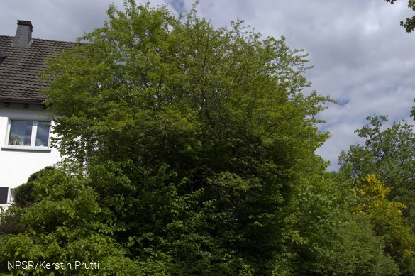 Unscheinbar, aber eine Seltenheit und von hohem ökologischen Wert - der Holzapfel.