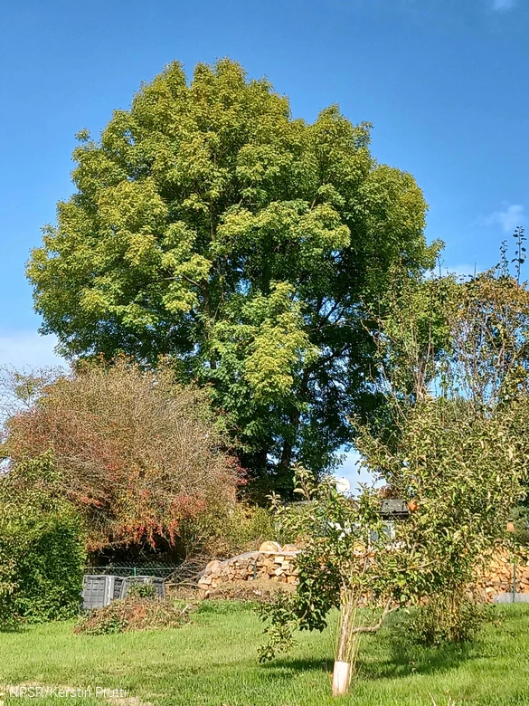 Blick auf die Esche durch die Gärten in Attendorn-Dünschede