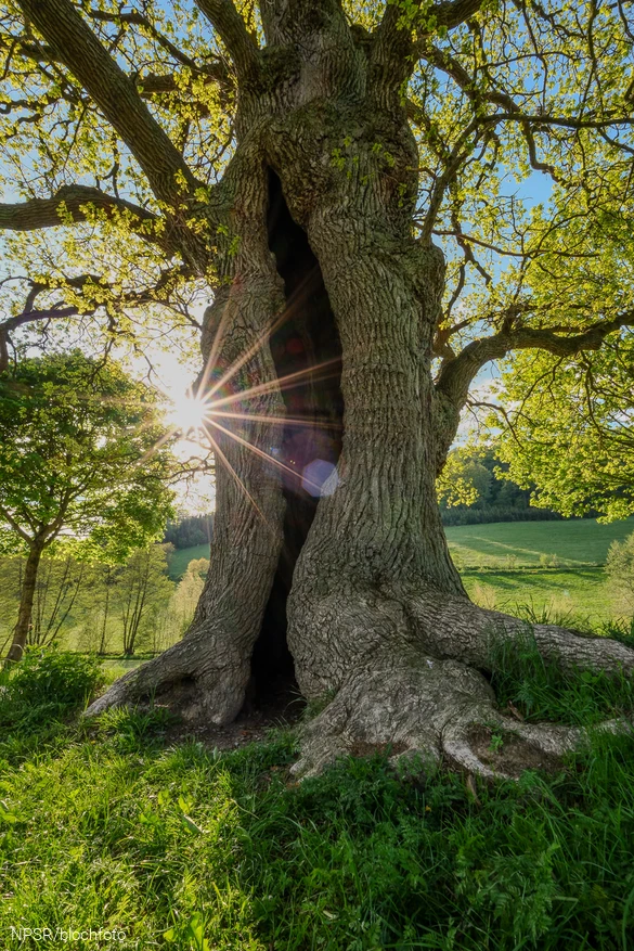 Und der mächtige Hohlraum auf der Rückseite