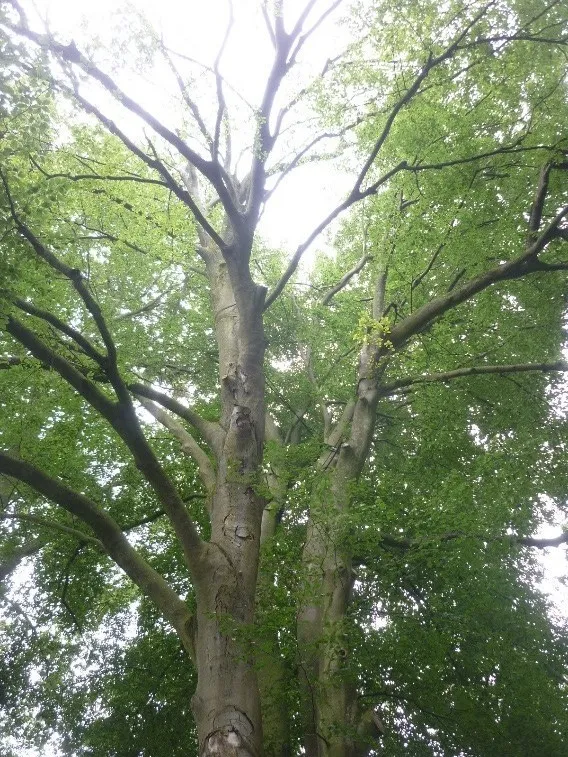 Rotbuche in Hemer zwischen Brockhausen und Bäingsen
