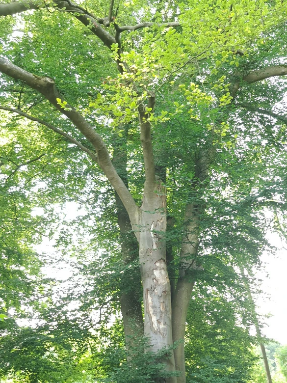 Rotbuche in Hemer zwischen Brockhausen und Bäingsen