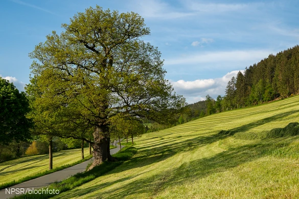 Die Eiche steht direkt an der Dorfstraße im Ilpetal