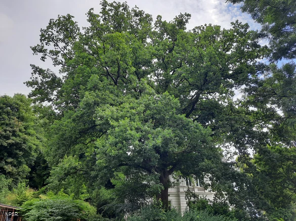 Naturdenkmal auf einem Privatgrundstück in Hilchenbach