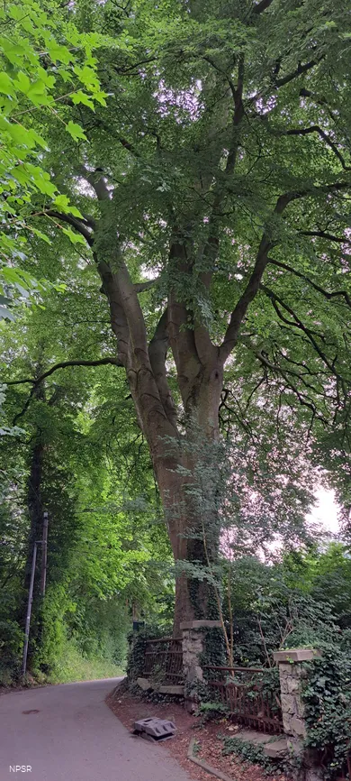 Rotbuche in Hemer