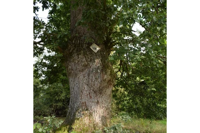 Grenzbaum dreier Gemarkungen - die Herzhäuser Eiche
