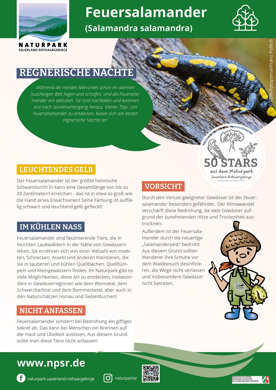08_Feuersalamander