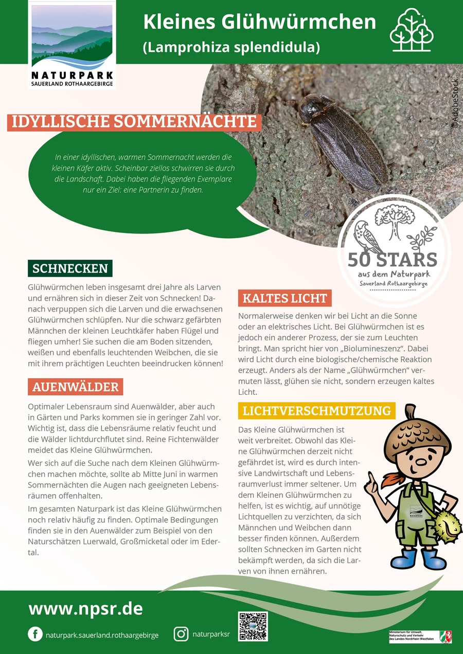 12_Glühwürmchen