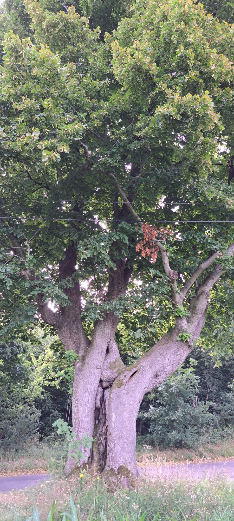 Linde in Meinerzhagen-Eick