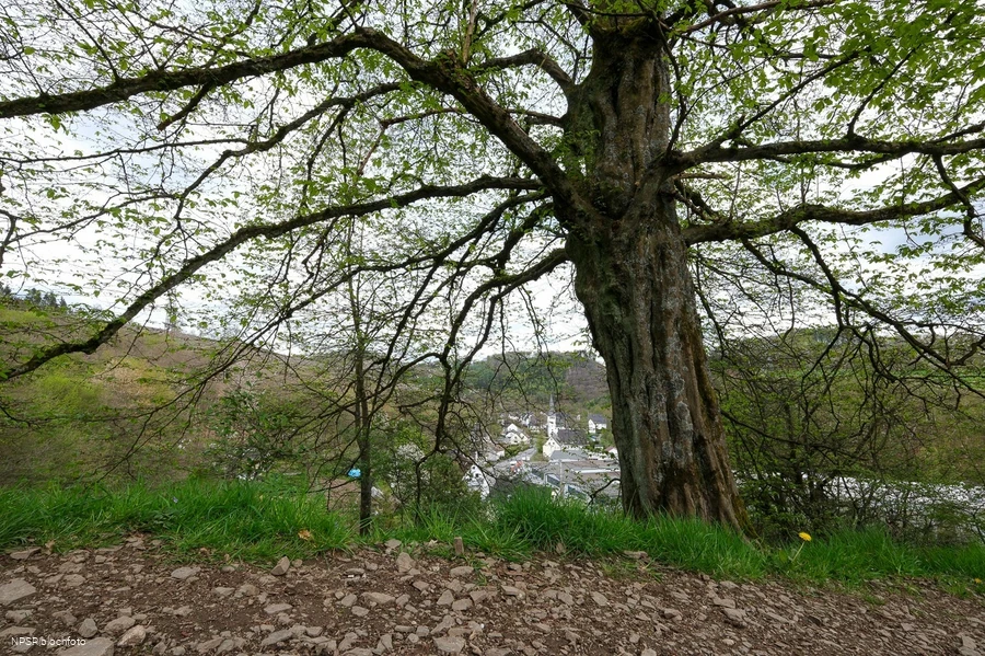 Gemeine Hainbuche in Lüdenscheid nördl. Brüninghausen-Vusmecke