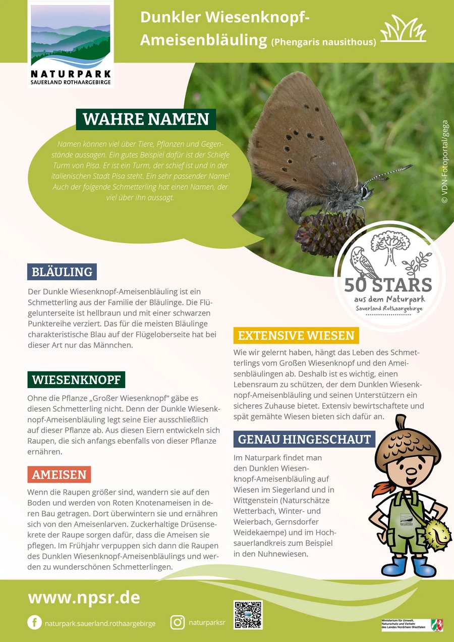 05_Wiesenknopf-Ameisenbläuling