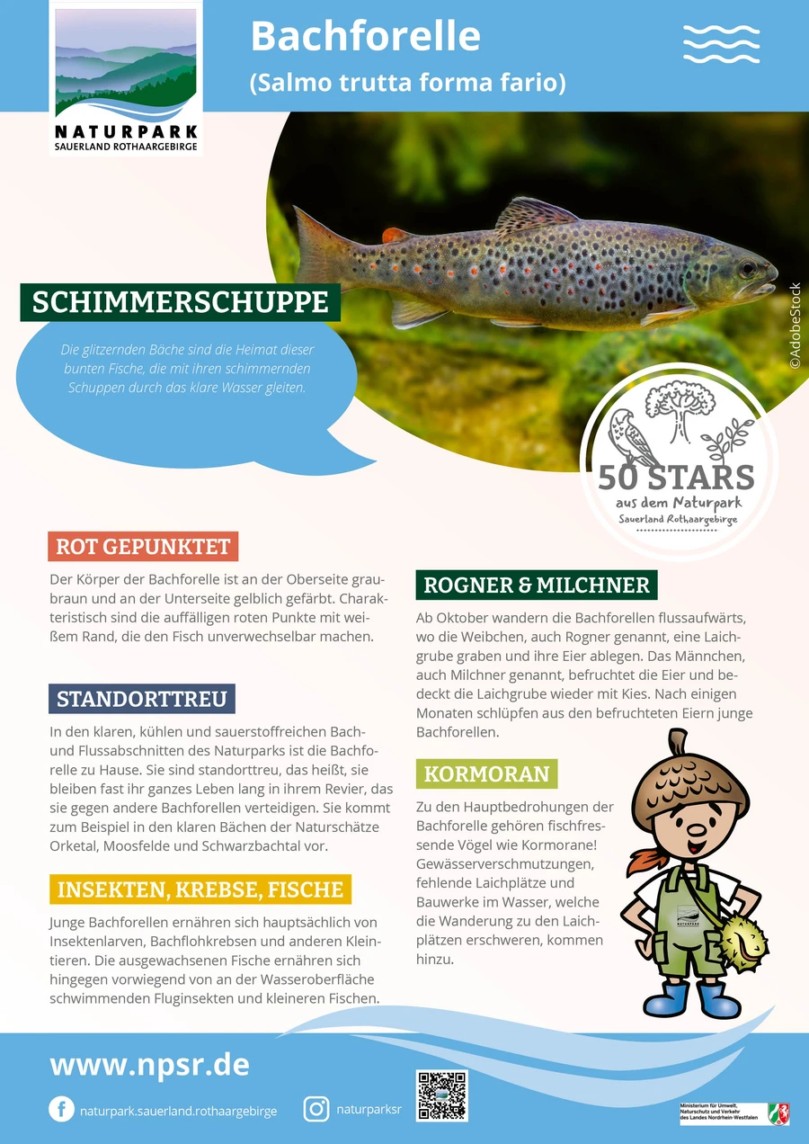 03_Bachforelle