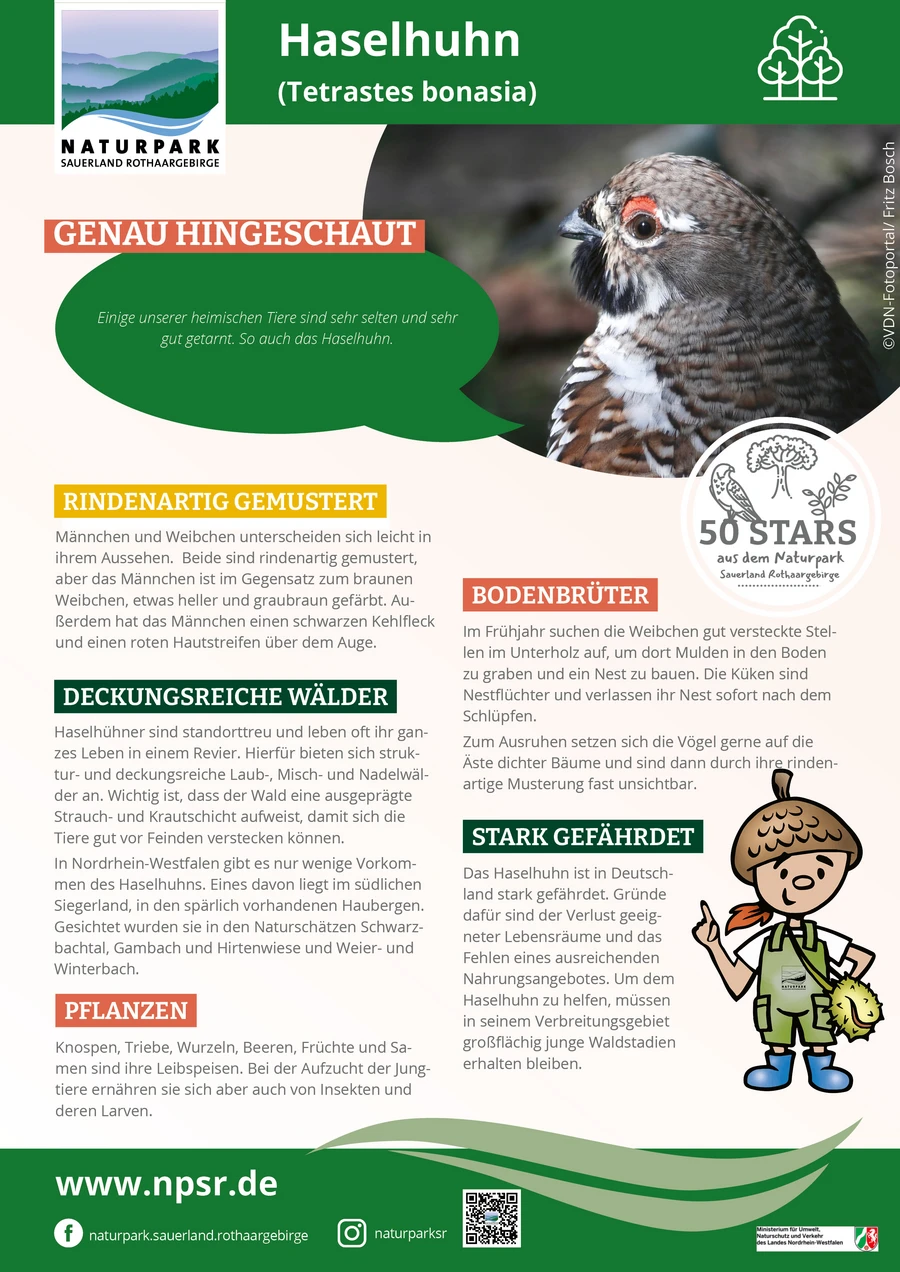 17_Haselhuhn