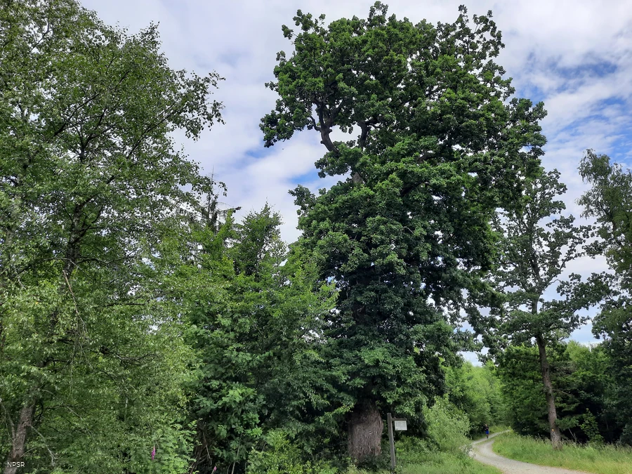 Grenzbaum dreier Gemarkungen - die Herzhäuser Eiche