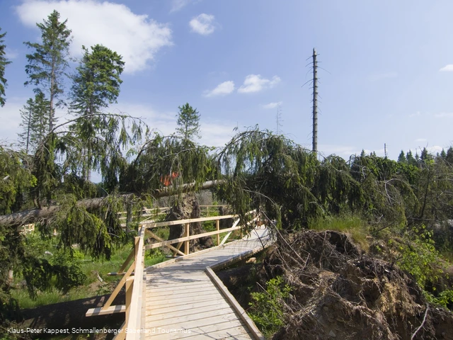 Kyrill-Pfad bei Schanze