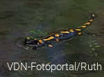 Feuersalamander schwimmend