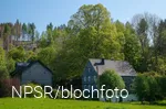 Linde am Forsthaus Hülshof, Bad Berleburg
