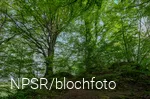Buche im Naturschutzgebiet Breiter Hagen bei Grevenbrück, Lennestadt