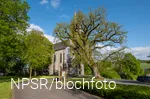 Eiche an der Kirche in Reiste, Eslohe