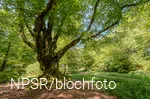 Dicke Buche am Alten Heck