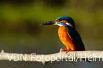 Eisvogel im Sonnenlicht