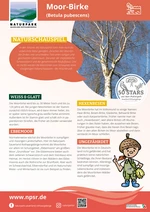 22_Moorbirke