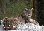 Luchs im Schnee
