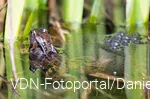 Grasfrosch mit Laich