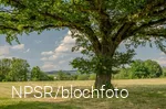 Eiche bei Schönholthausen, Finnentrop