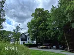 Linde in Meschede-Remblinghausen
