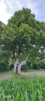 Linden in Meinerzhagen-Eick