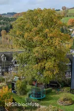 Stieleiche, Schmallenberg-Nordenau