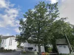 Eiche in Winterberg-Niedersfeld